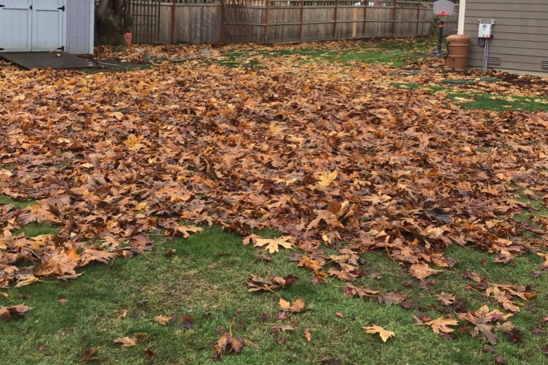 TW Leaf Removal